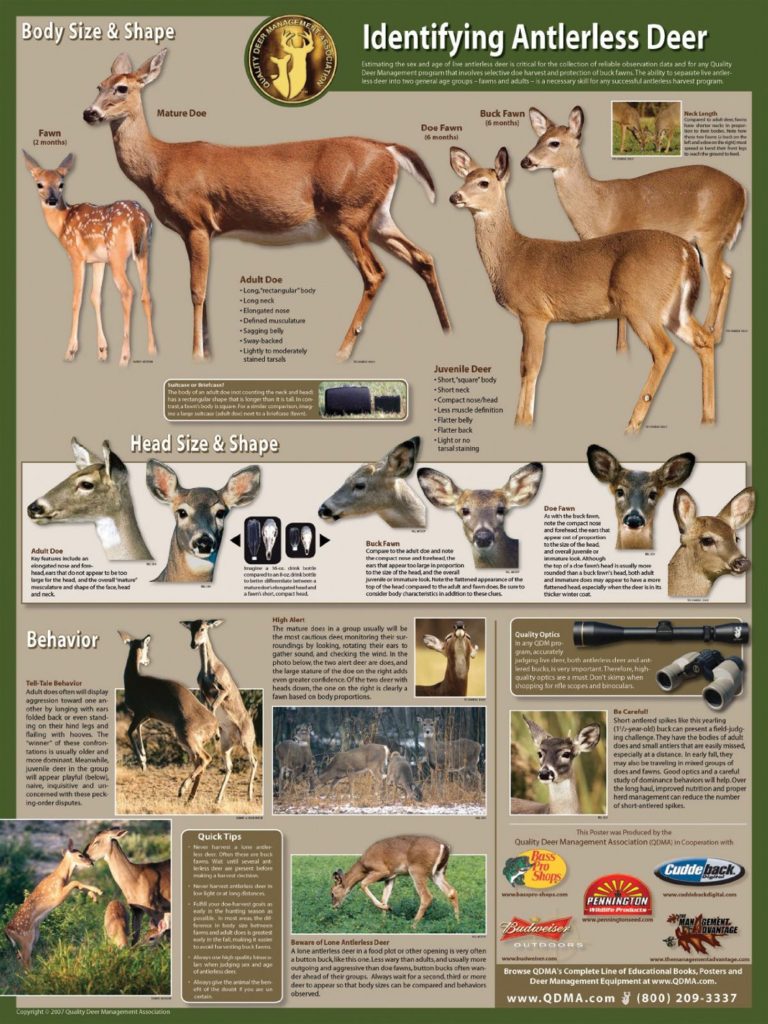 Identify Mature Does for Harvest How to Age Antlerless Deer Aging
