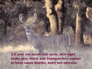 Aging Whitetail on the Hoof in Texas | Aging Bucks on the Hoof