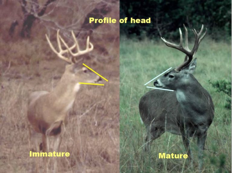 Aging Deer in Texas 12 Aging Bucks on the Hoof