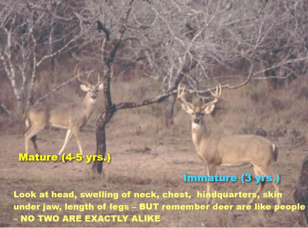 Aging Deer in Texas 13 Aging Bucks on the Hoof