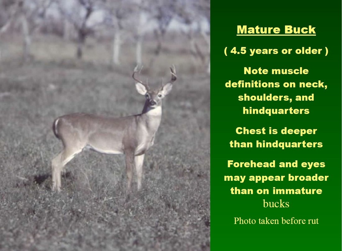 Aging Deer in Texas 14 | Aging Bucks on the Hoof