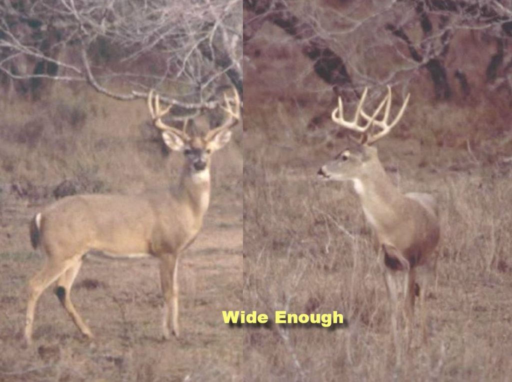 Aging Deer in Texas 30 Aging Bucks on the Hoof