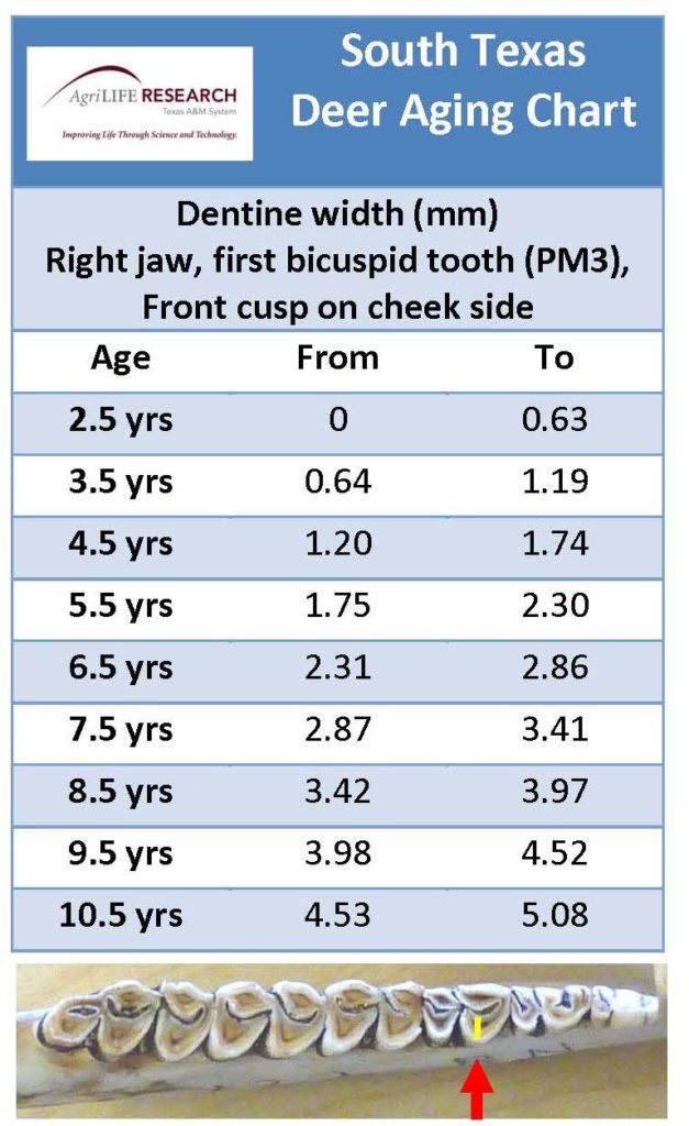 Whitetail Deer Teeth Age Chart