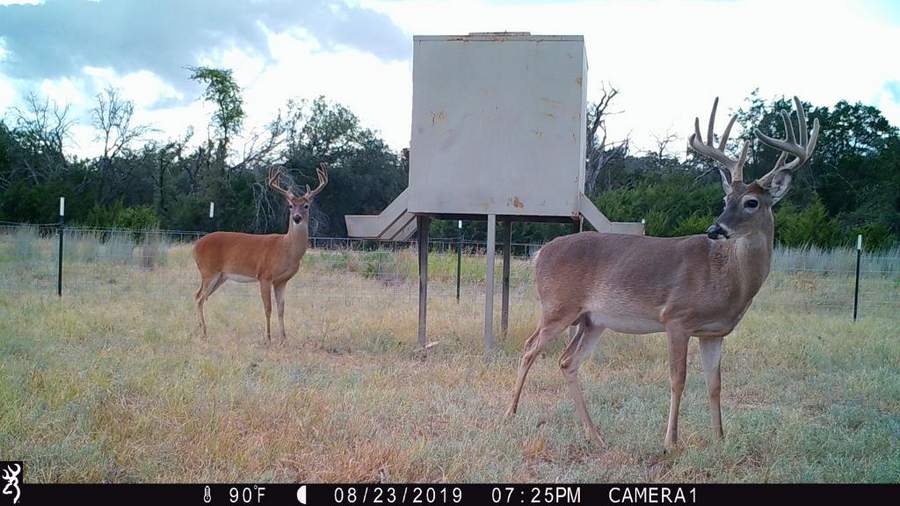 buckage091719 Aging Deer on the Hoof