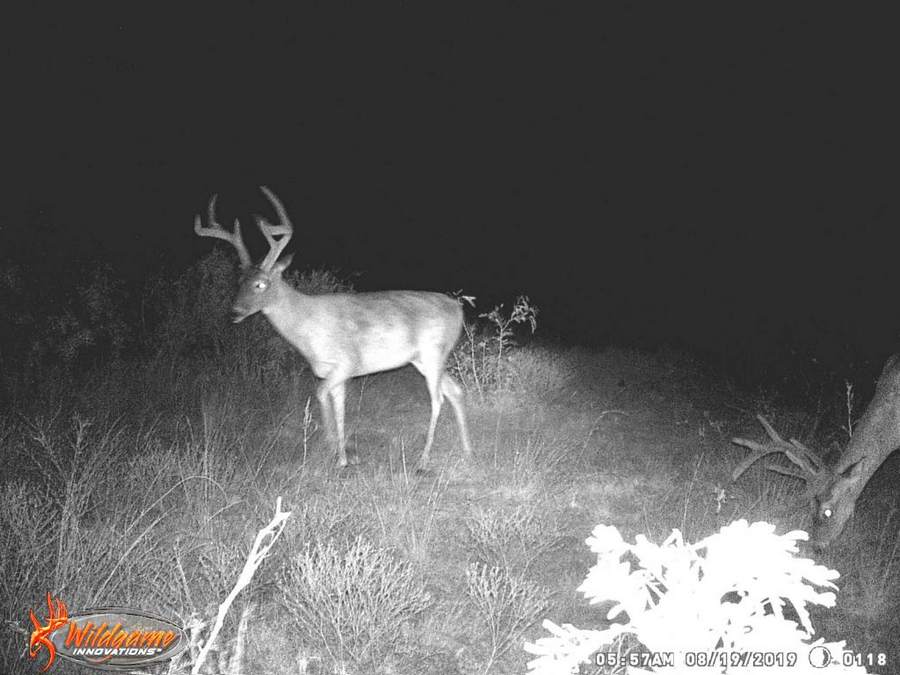 Nocturnal Buck Needs Aging