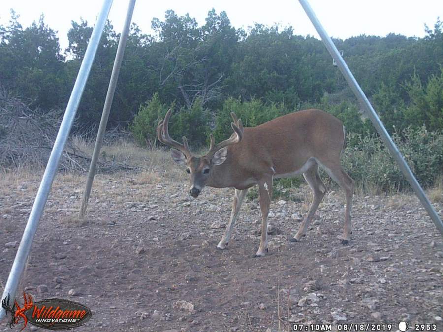 How old is this buck under the feeder?