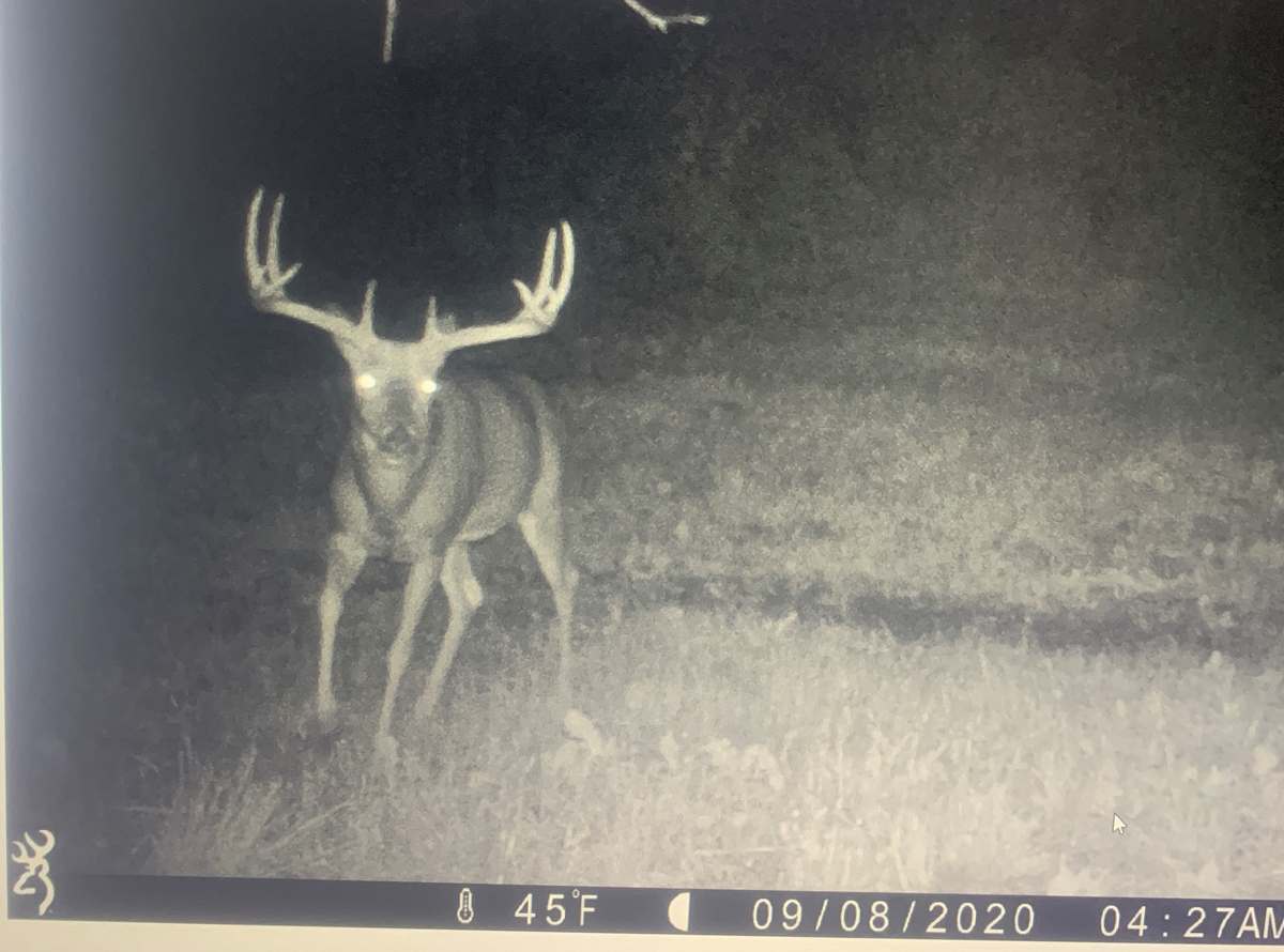 Age this Wisconsin Buck