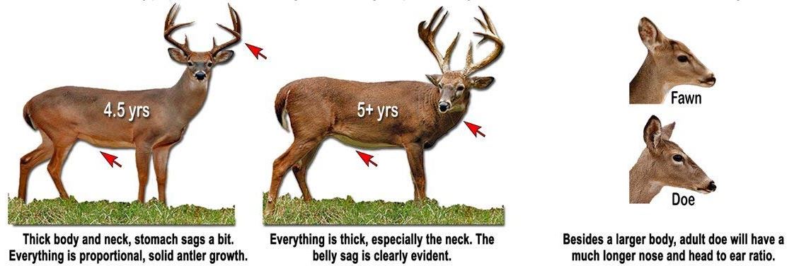 More Tips for Aging and Managing Deer